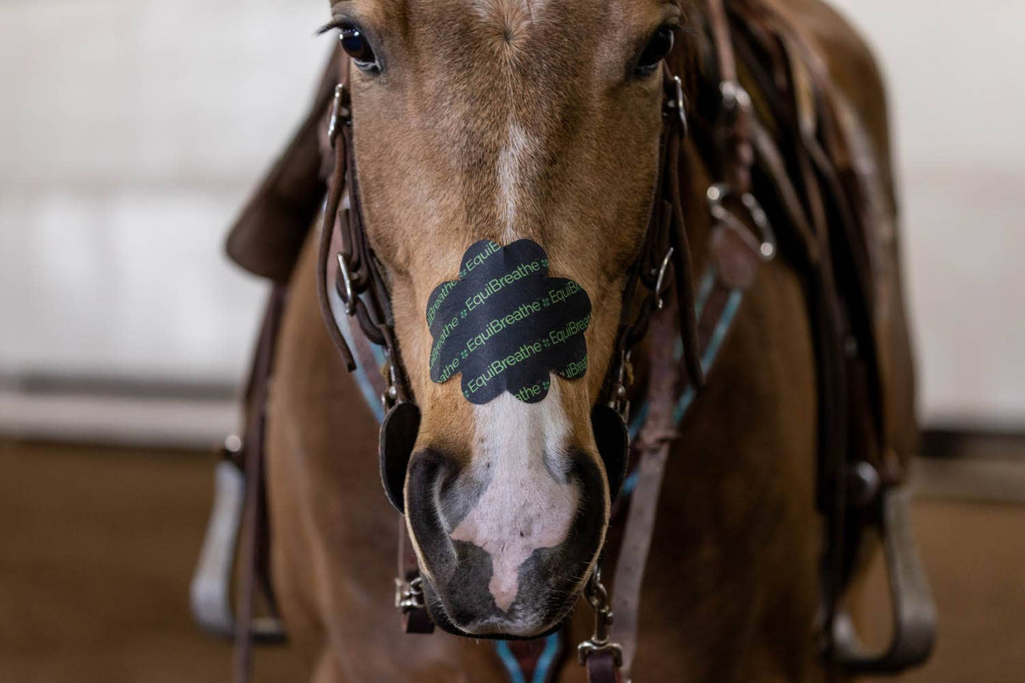 EquiBreathe™ Equine Nasal Patch - EquiBreathe™